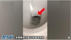 澳洲妇女蹲马桶被蛇咬屁股！柬埔寨男子...