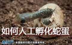 如何人工孵化蛇蛋？