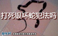 打死银环蛇犯法吗？银环蛇进家能打死吗...