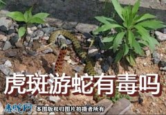 虎斑游蛇有毒吗？