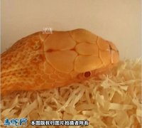 王锦蛇白化、白化王锦蛇价格图片欣赏！