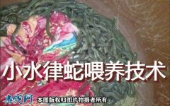 小水律蛇喂养技术