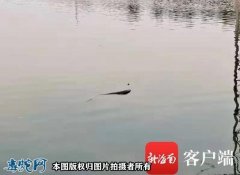 海口红城湖惊现“水怪”？消防救助发现...