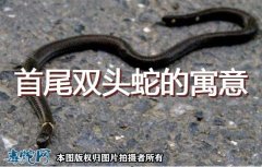首尾双头蛇有什么寓意？