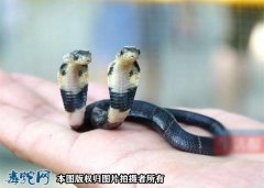 世界上最毒的两头蛇？
