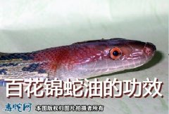 百花锦蛇油、百花锦蛇油的功效与作用？