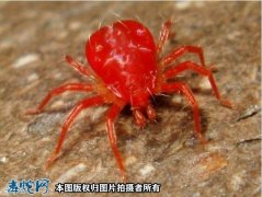 红色蜘蛛、遇到红色蜘蛛是有什么预兆？