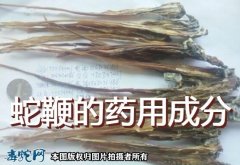 蛇鞭的药用成分？问蛇鞭有哪些药用价值...