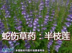 蛇伤草药：半枝莲简介【组图】