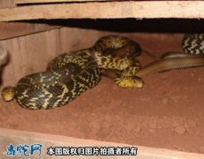 大王蛇什么时候才可以分笼？