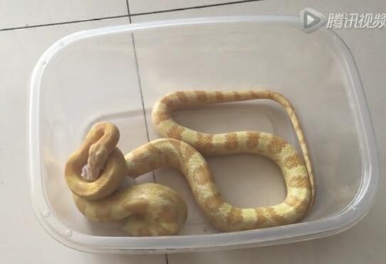 玉米蛇喂食视频、看牛油玉米蛇怎么吃食...