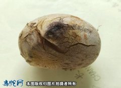 蛇蛋孵化先长蘑菇怎么回事？