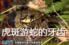 虎斑游蛇的牙齿？虎斑游蛇有毒牙吗？