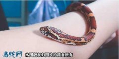 玉米蛇上手太频繁会死吗？