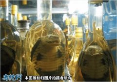 眼镜蛇怎么泡酒？眼镜蛇泡酒有什么功效...