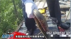 牡丹江一民宅蛇出没！1.7米蛇被民警...