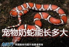 宠物奶蛇、宠物奶蛇能长多大？