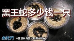 现在黑王蛇多少钱一只？