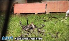 四川养蛇怎么养？现在养蛇门槛高了、不...