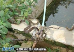 如何捕蛇、养蛇、卖蛇？捕捉野生蛇是非...