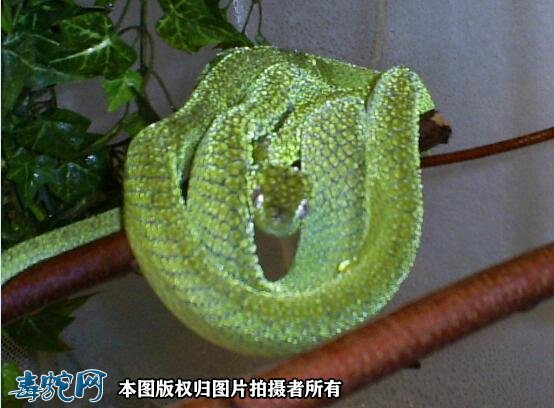 绿林蛇图片4