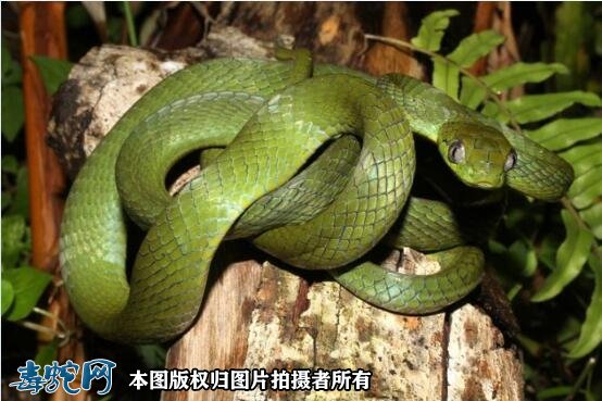 绿林蛇图片6