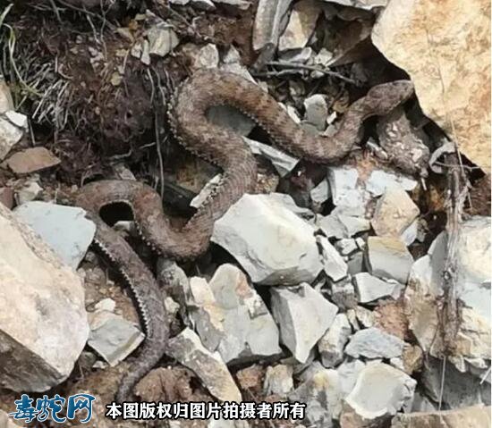 六盘山蝮图片2