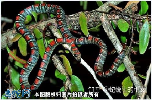 挛斑金花蛇图2
