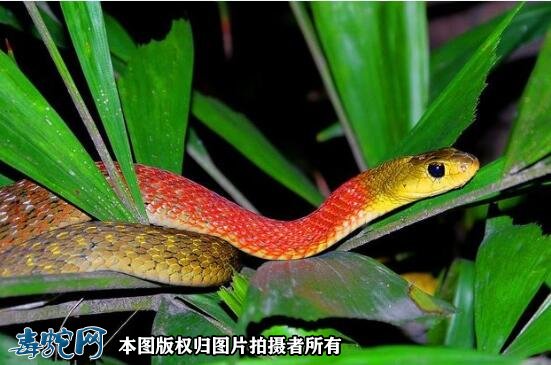 广西9岁小男孩被毒蛇咬伤住进ICU！医生判断是红脖颈槽蛇！