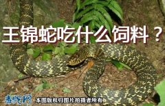 王锦蛇饲料、王锦蛇/大王蛇喜欢吃什么...