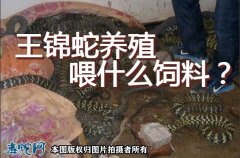 王锦蛇饲料、人工养殖王锦蛇/大王蛇喂...