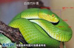 竹叶青蛇分布、常见竹叶青蛇属下的几种...