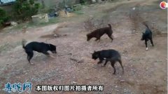 猎犬被白眉蝮蛇咬伤该如何救治？