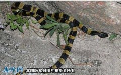 金环蛇不咬人？金环蛇性格温顺不代表不...