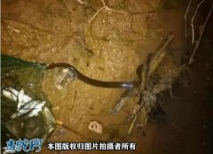 养泥蛇一年可以收入多少？