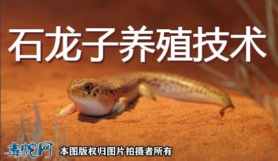 石龙子养殖技术中华石龙子养殖方法