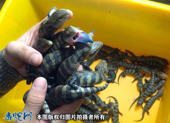 石龙子饲养需要注意温湿度,这点不能忽视,直接关系它们的生命.