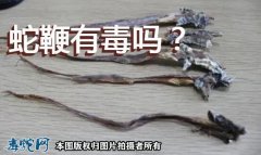 蛇鞭有毒吗？毒蛇蛇鞭是否有毒？