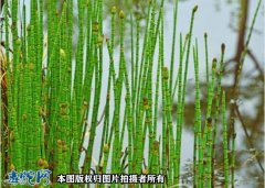 蛇伤草药：节节草简介、节节草的功效与...