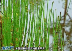 蛇伤草药：节节草简介、节节草的功效与...