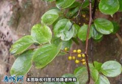 蛇伤草药：过山风简介、南蛇藤的功效与...