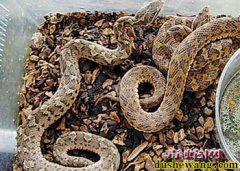 烟台山村惊现毒蛇 2岁孩子被咬昏迷不...