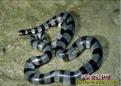 中国十大毒蛇之青环海蛇