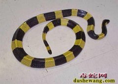 饲养毒蛇为什么不咬养蛇人