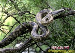 中国十大毒蛇之圆斑蝰蛇