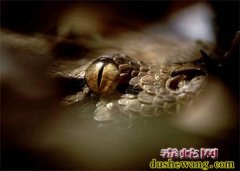 四平一小区蛇影频现消防官兵擒1.5米...