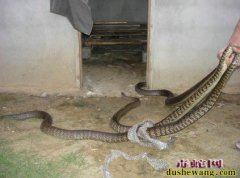 人工养蛇夏季管理措施