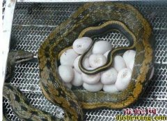 起蛇蛋疮