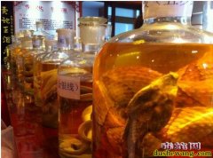 哪里有蛇酒卖？
