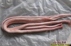 痛风病人能吃蛇肉吗